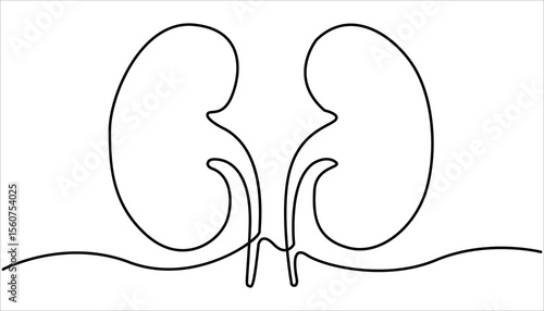 Human kidneys continuous one line drawing vector illustration. Human organ, kidney outline drawing illustration. Kidney human organ one line art drawing. Human kidneys with ureters one line art.