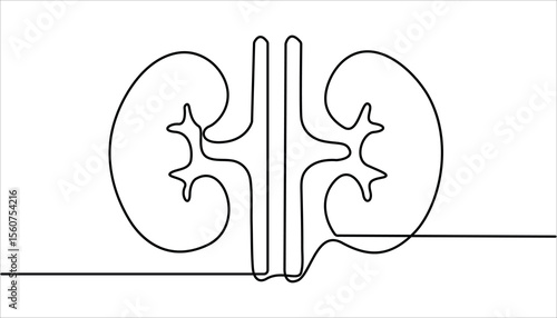 Human kidneys continuous one line drawing vector illustration. Human organ, kidney outline drawing illustration. Kidney human organ one line art drawing. Human kidneys with ureters one line art.