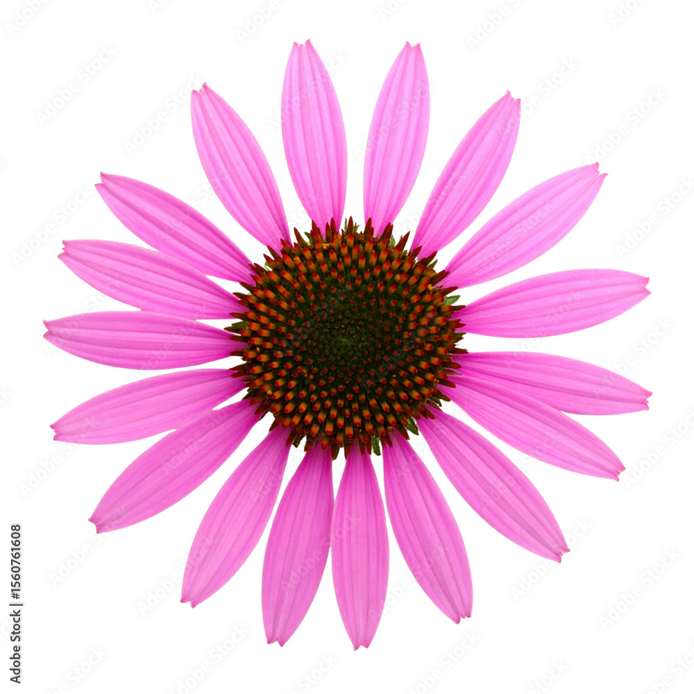 Top View of Echinacea Flowerhead with Radiating Purple Petals, White Background Top View of Echinacea Flowerhead with Radiating Purple Petals, White Background