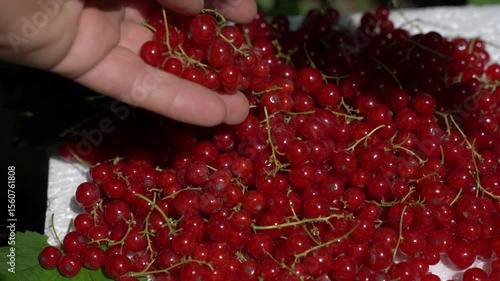 A gardener or farmer harvests red currants. A man's hand puts a handful of berries into a pile of red currants.