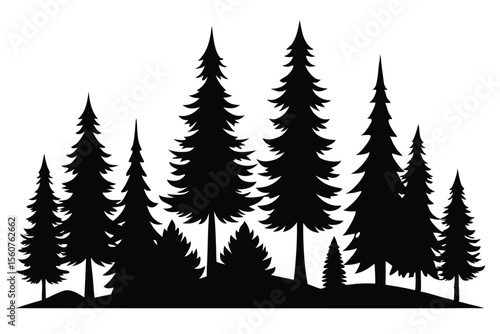 Majestic silhouette of evergreen trees in a forest