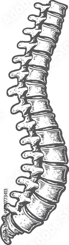 Spinal Column: Hand-Drawn Medical Illustration