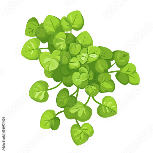 Minimal flat vector of a Creeping Jenny, 2D icon-style illustration on white background
