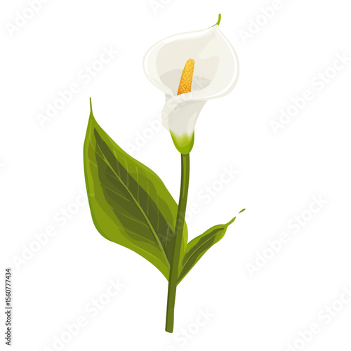 Calla Lily, flat style 2D vector image, isolated on a white background