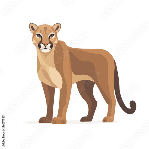 Photography Minimal flat vector of a Cougar, 2D icon-style illustration on white background
