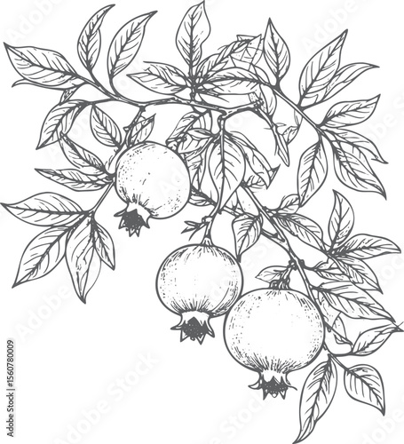 Hand-Drawn Pomegranate Fruit and Leaves