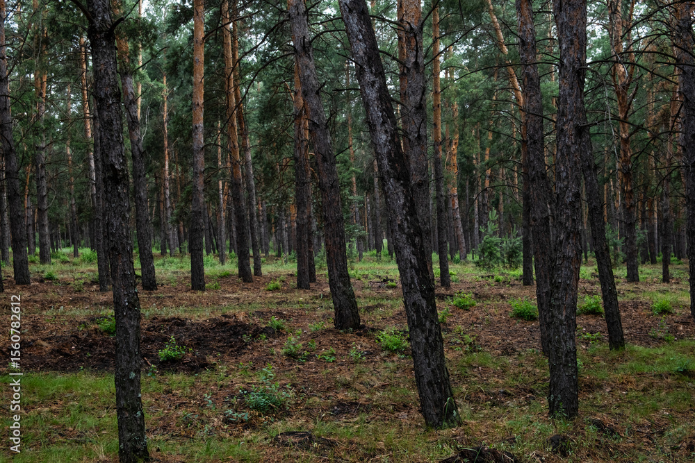 Obraz premium Pine forest in the morning, Karelia, Russia.