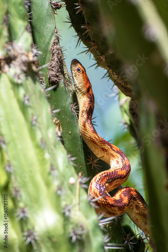Cape gopher snake (Pituophis catenifer vertebralis) hunting for birds nests on a cactus in the Mexican desert in the peninsula of Baja California