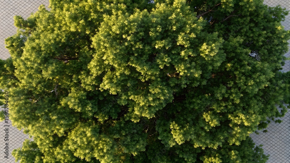 Naklejka premium Majestic Treetop View Lush Green Canopy in Summer Sunlight