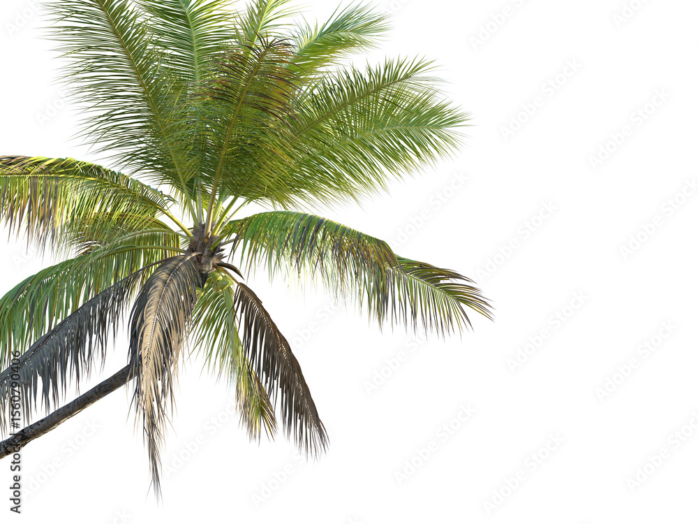 Fototapeta premium Cocos nucifera Tree corner cutout transparent background