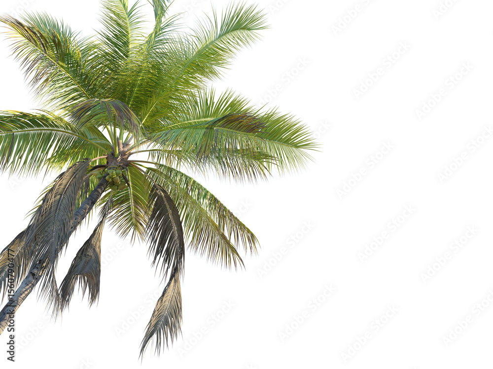 Obraz premium Cocos nucifera Tree corner cutout transparent background