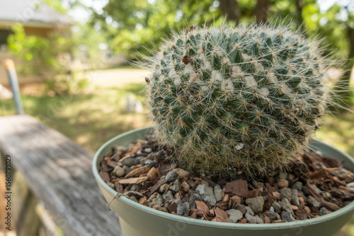 Old Lady Mammillaria hahniana Cactus in pot