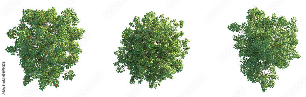 Cordia subcordata Tree plan top view cutout isolate Cordia subcordata Tree plan top view cutout isolate