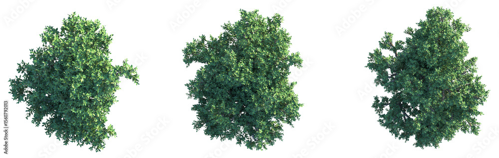 Fototapeta premium Wikstroemia oahuensis Tree plan top view cutout png transparent