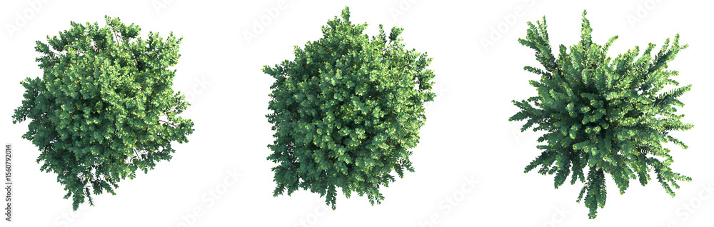 Obraz premium Wikstroemia uva ursi Tree plan top view cutout png transparent