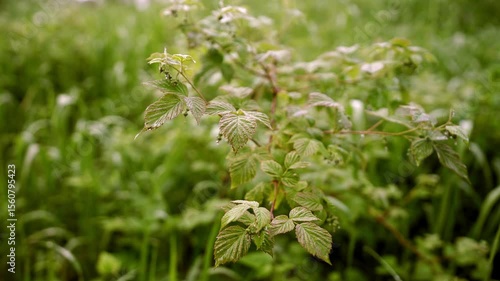 Experience the calm atmosphere of Finland in spring with stunning sea waters and lush green nature. Relax amidst the vibrant landscapes and hear the gentle sounds of nature.	