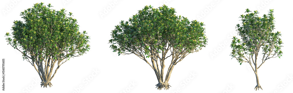 Obraz premium Pittosporum hosmeri Tree cutout transparent background isolate