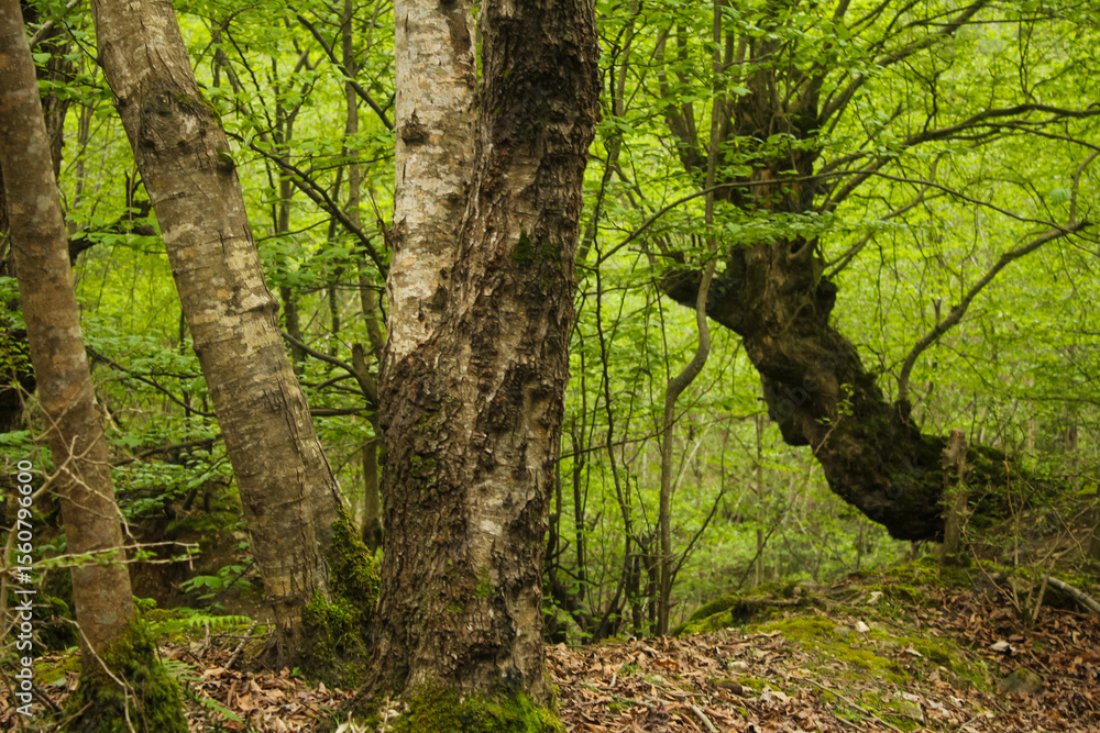 Naklejka premium Verdant forest in Mazandaran, Iran, where tangled branches and lush foliage form a tranquil, untouched natural sanctuary.
