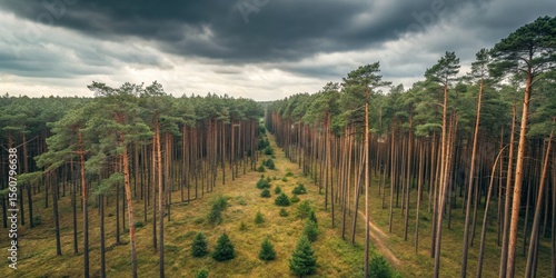 Aerial View of a Pine Fores...