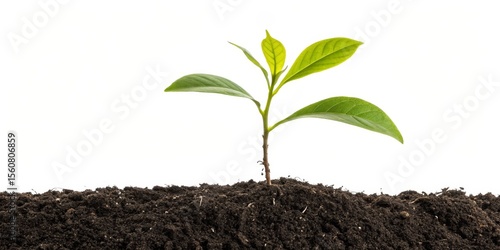 New Sprout in Soil Close-up...