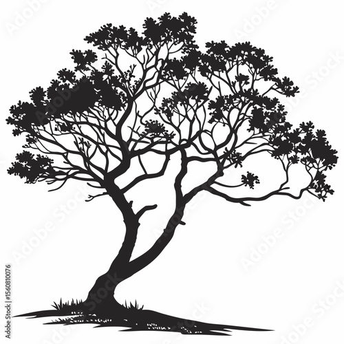 tree silhouette vector of desert king fig