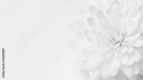 Delicate white flower with soft petals in a minimalist background