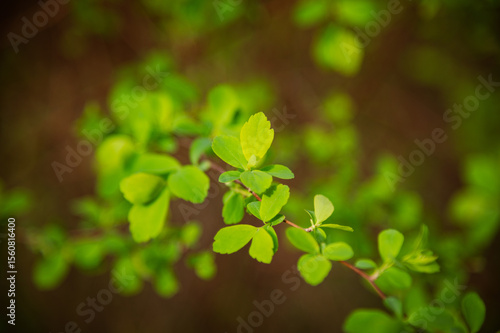 green leaves background