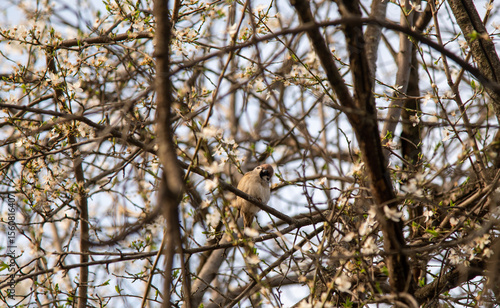 squirrel on tree
