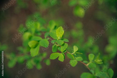 green leaves background