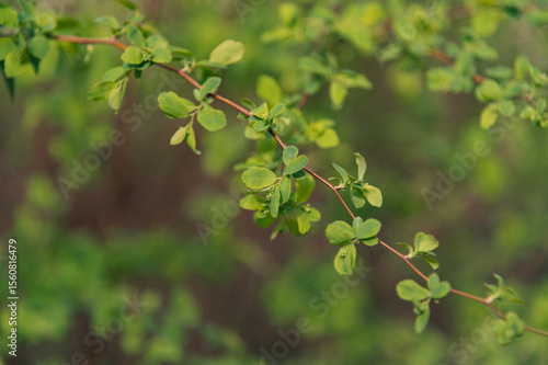 branch of a tree