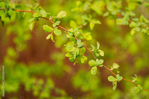 green leaves in spring