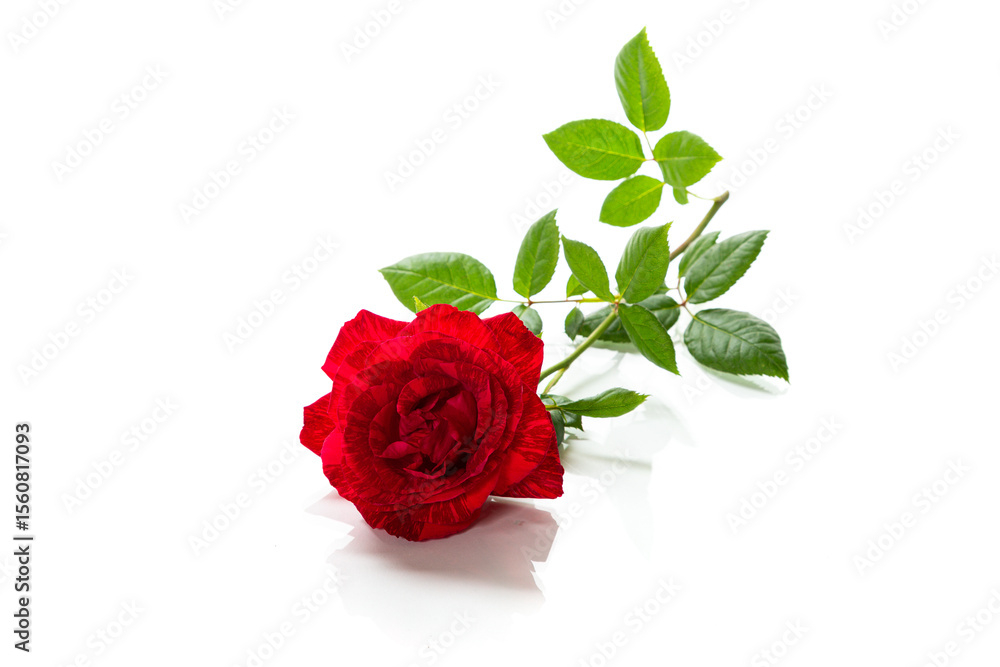 Fototapeta premium Symbol of love passion and romance rose
