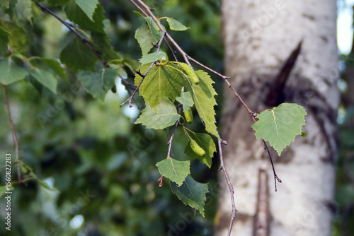 birch leaves in spring