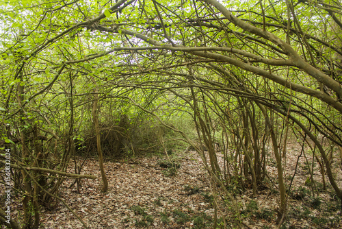 Verdant forest in Mazandaran, Iran, where tangled branches and lush foliage form a tranquil, untouched natural sanctuary.