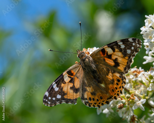 Distelfalter sitzt auf den Blüten eines Jasminstrauches