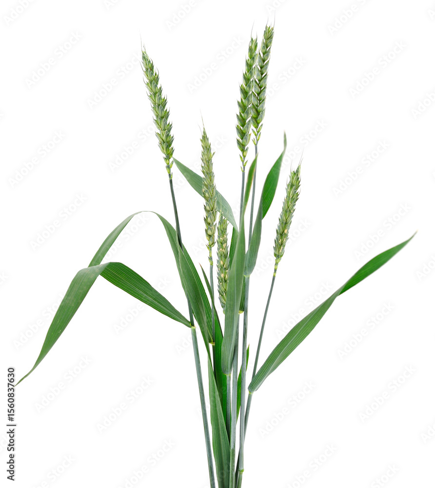 Green ears of wheat. Green ears of wheat.