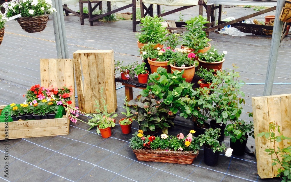 Obraz premium flowers in pots