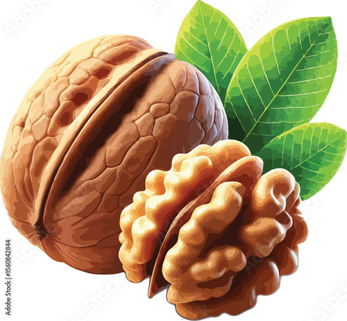Detailed illustration of a walnut with its cracked kernel and fresh green leaves.