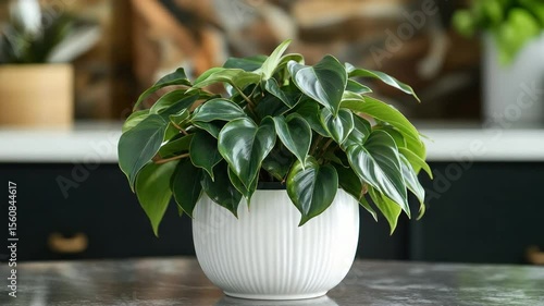 A lush houseplant in a white pot sits on a table