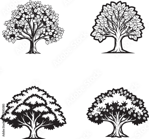 vector illustration of beech tree