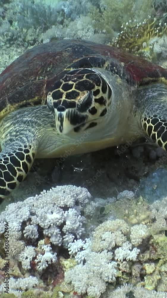 Witness a graceful Hawksbill Turtle exploring its underwater world in the Red Sea. Observe the turtle gliding near vibrant coral reefs during daylight hours. Witness a graceful Hawksbill Turtle exploring its underwater world in the Red Sea. Observe the turtle gliding near vibrant coral reefs during daylight hours.