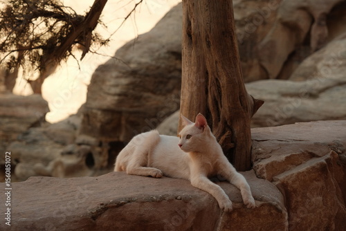 Photography Cat under the tree