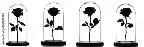 Set of silhouetted roses preserved under glass domes on a white background