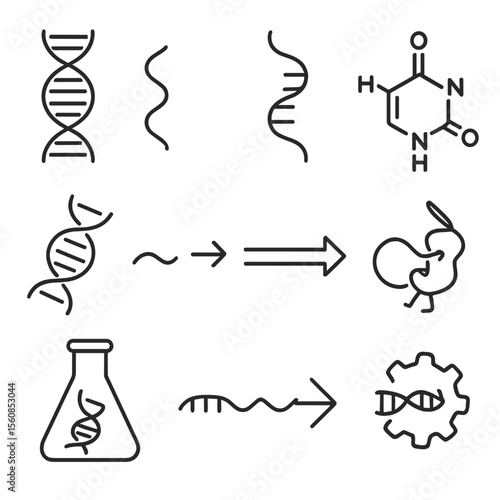 RNA vs DNA Icons. Outline style icons of RNA and DNA Comparison: DNA vs RNA icon, single strand RNA, RNA with uracil base,