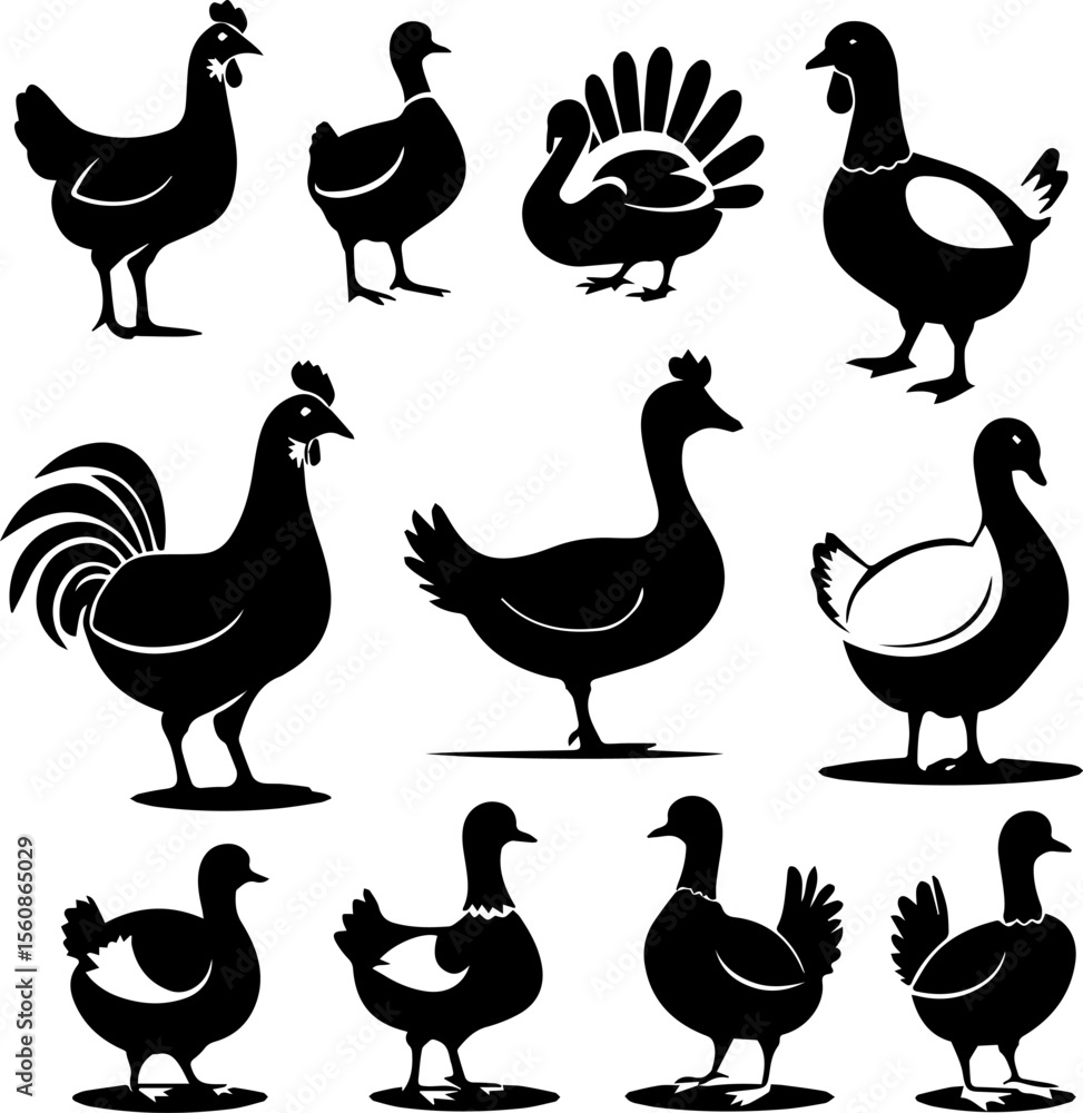 Obraz premium Domestic Birds: Chicken, Duck, Goose, and More
