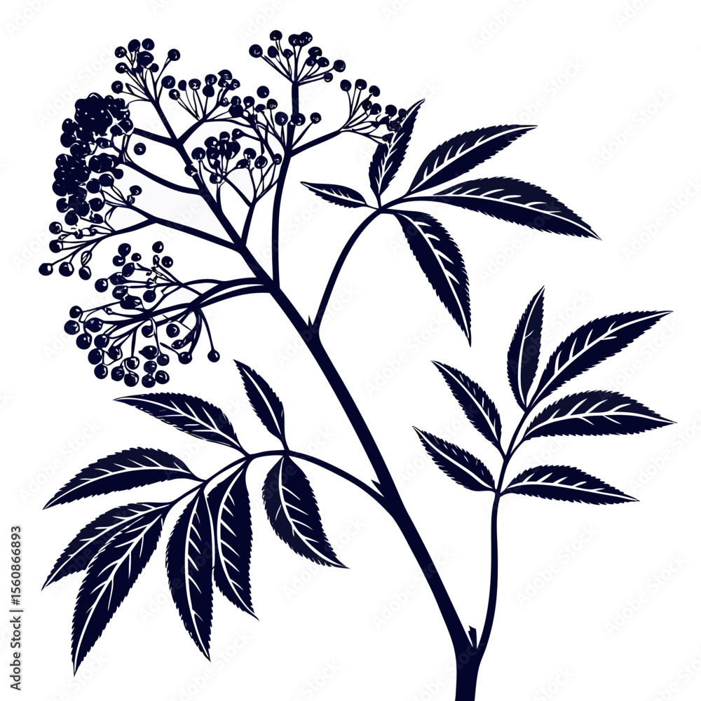 Fototapeta premium black and white elderberry