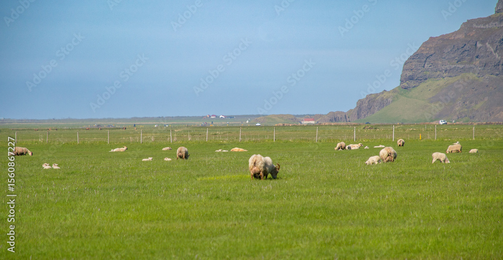 Fototapeta premium herd of sheep