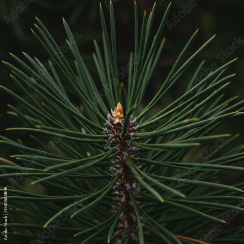 Close Up Of Pine Tree Needle Branch