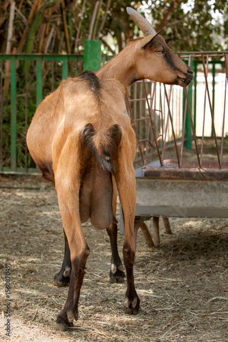 vertical photo of a goat with a milk udder, standing with its back to the camera.  The topic of animal husbandry and farming