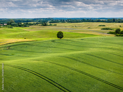 Tableau sur toile Scenic Green Fields with Lone Tree